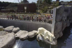 У зоопарку копенгаген, відвідувач стрибнув у вольєрі до білого ведмедя У зоопарку копенгаген, відвідувач стрибнув у вольєрі до білого ведмедя